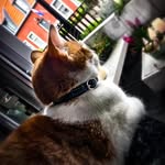 Boris Bailey Tommie Mickey - @boris.bailey.tommie - Instagram
