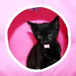 Boris - @blackcatsborisandbailey - Instagram