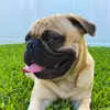 Boris Bruno Bailey Benny Div - @puglifebestlife - TikTok