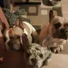 Frenchies.Boris.Doris.&.Bailey - @michaelbastijns - TikTok
