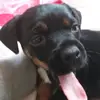 RustyTheCrap - @borisbailey0 - TikTok