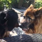 Walham Rise’s Furries - @bailey_and_boris_ - Instagram