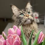 Boris Baron - @mainecoon_baronische - Instagram