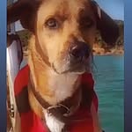 Capitan Buena Brisa - @perritomarinero - Instagram