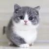 Boris Chen - @borischen0 - TikTok