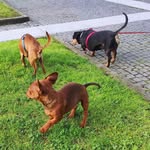 An Almost Dachshund Family 🐶 - @nina.boris.cooper - Instagram
