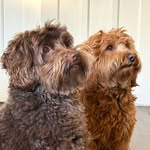 Boris & Cooper - @boris_cooper_delft - Instagram