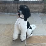 Boris - @boris_n_cooper_adventures - Instagram
