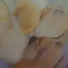 cooper nugget boris and rosi ? - @cooper.nugget.boris.rosi - TikTok