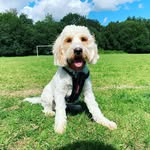 The Adventures of Boris - @boriscooperleaves - Instagram