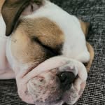Boris Frederick - @boris_the_chunker - Instagram