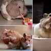 boris - @borisverhovskyy - TikTok