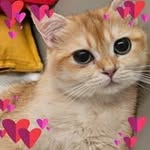 Bowie Cheung - @bowiecheung4 - Instagram