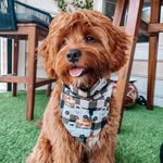 Bowie Lee - @_bowie_lee_ - Instagram