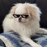 Bowie Lee - @bowiebopup - Instagram
