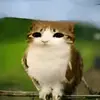 Boyan Ivanov - @_boyanivanov_ - TikTok