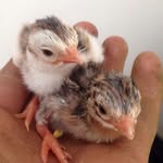 Boyd Valley Bantams🐥🐣 - @bvb0507 - Instagram