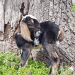 Boyd Valley Farm - @boydvalleyfarm - Instagram
