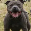 Adriáncantillo - @brad_adrian - TikTok