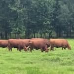 Debbie Troy Braden - @braden.farmsredangus - Instagram