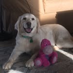 Brad barney - @carpalclient163 - Instagram