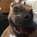 Brad Bartlett - @one_bee_keeper - Instagram