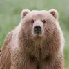 BearBrad - @bearbrad - TikTok