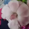 Bradley Buckingham - @bradley.buckingha - TikTok