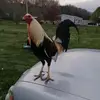 Brad Burden - @b.rad1178 - TikTok