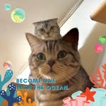 Brad Chen - @brad_cat - Instagram