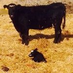 Brad Cherry - @cherryranchcattle - Instagram