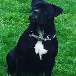 Brad Chilton - @chilton981 - Instagram