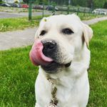 Clapham 🐾 - @labrador.clapham - Instagram