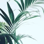 @brad.cones - Instagram