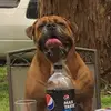 chuckles - @bradculph3 - TikTok
