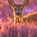 Brad Davies - @brad.davies.7370 - Instagram