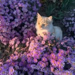 brad - @bradfellowes - Instagram