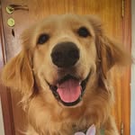 Brad | Golden Retriever - @bradsney.o.golden - Instagram