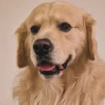 Brad - @bradgoldenretriever - Instagram