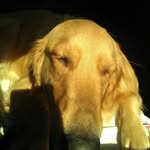 Brad_golden - @brad_golden4 - Instagram