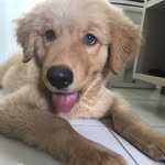 Brad_golden - @brad_goldenretriever - Instagram