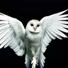 brady_goode_ - @brady_goode_ - TikTok