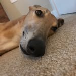 Brad Hannah - @adventures_of_iron_and_ollie - Instagram