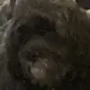 Brad Herbert - @brad.herbert - TikTok