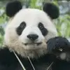 홍학 - @bradjung2024 - TikTok