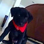 Kendrick Labrador - @kendricklamarbrador - Instagram