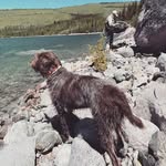 Brad Leavitt - @bradleavitt460 - Instagram
