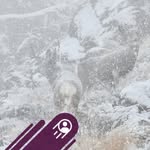Brad Lehman - @blslopshot - Instagram