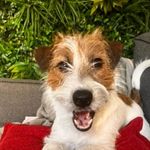 Dante - @brad.pet.madrid - Instagram