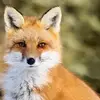 foxxy - @bradleemaggard2 - TikTok
